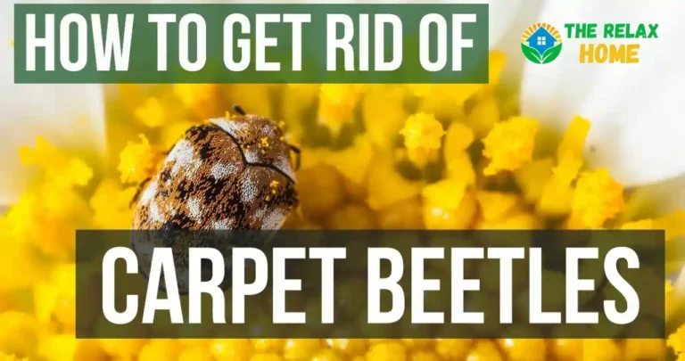 Get Rid of Carpet Beetles Naturally